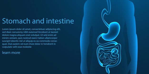 Vector plantilla de estómago e intestino humano