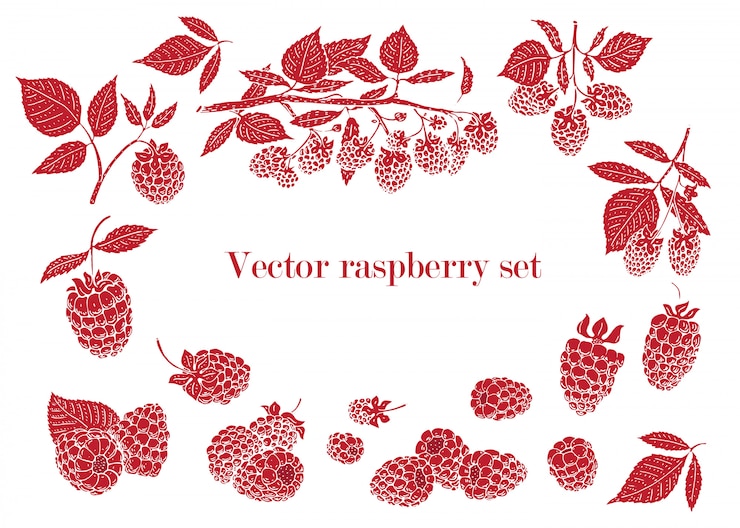 Vector plantilla de fondo vector frambuesa