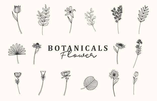 Plantilla de garabatos de ilustración botánica o floral