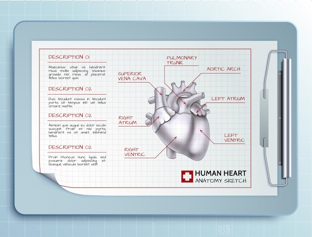 Vector plantilla de herramienta médica con hoja de papel de portapapeles y dibujo de ilustración de corazón humano