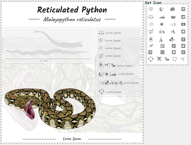 Plantilla de infografía de pitón reticulada