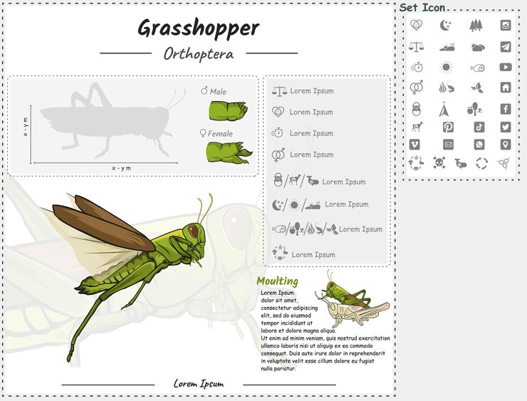 Vector plantilla de infografía de saltamontes