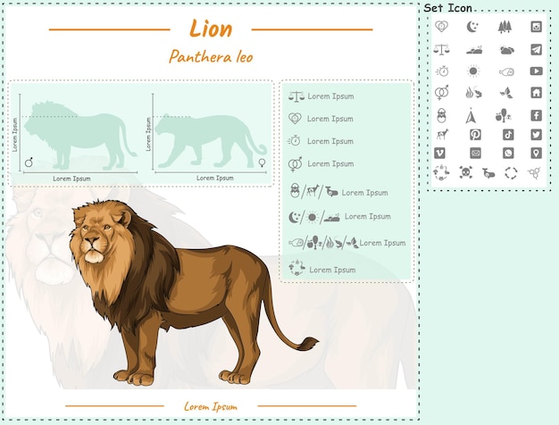 Vector plantilla infográfica de león