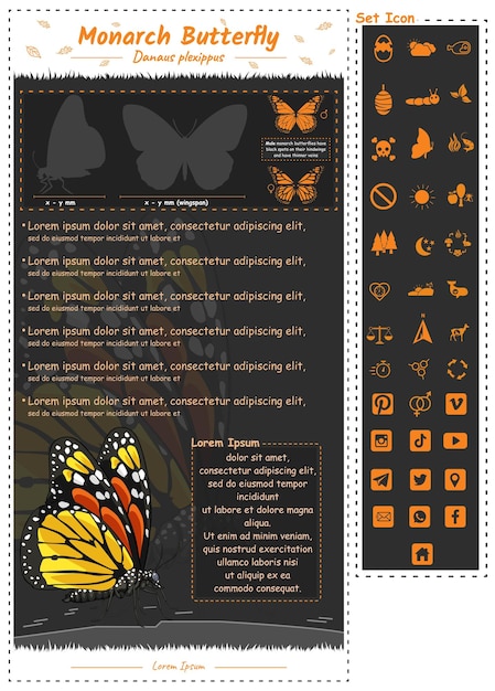 Plantilla infográfica de mariposa monarca