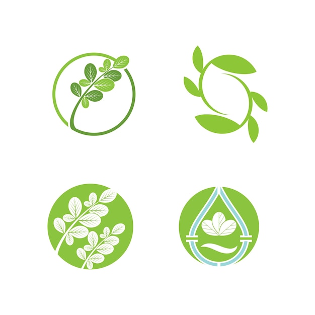 Plantilla de logotipo de hoja de Moringa Símbolo vectorial Naturaleza
