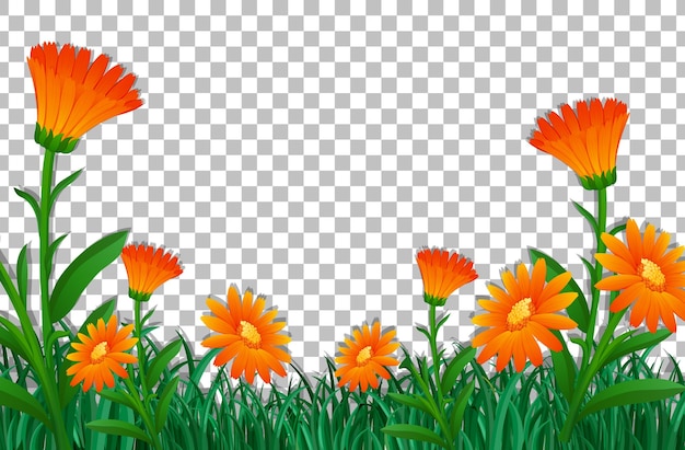 Plantilla de marco de campo de flor naranja sobre fondo transparente