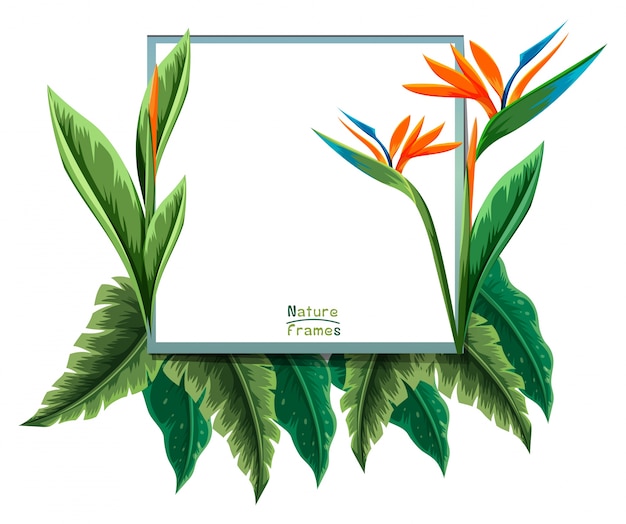 Vector plantilla de marco con planta de ave del paraíso