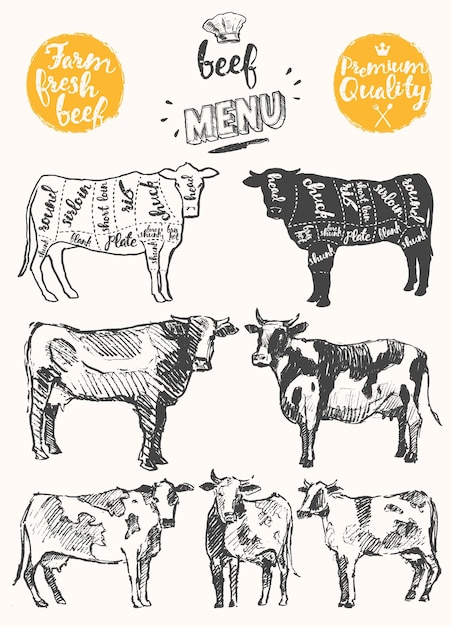 Plantilla de menú de carne de restaurante vintage. Esquema americano de cortes de carne, ilustración vectorial dibujada a mano.