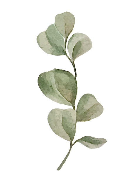 Vector plantilla de moda con hojas de eucalipto acuarela para el diseño de decoración.
