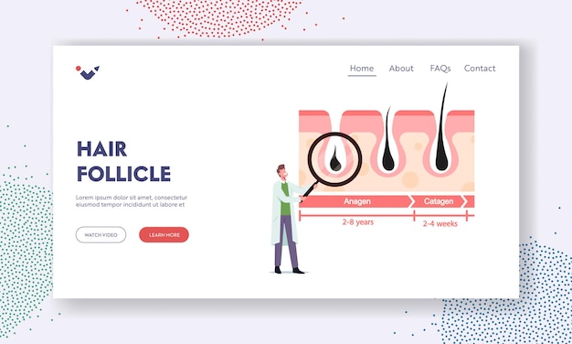 Plantilla de página de destino de folículos pilosos. Pequeño personaje de doctor con enorme vidrio en infografías que representan los ciclos de crecimiento y pérdida de cabello. Anágeno, Catágeno, Telógeno. Ilustración de Vector de gente de dibujos animados