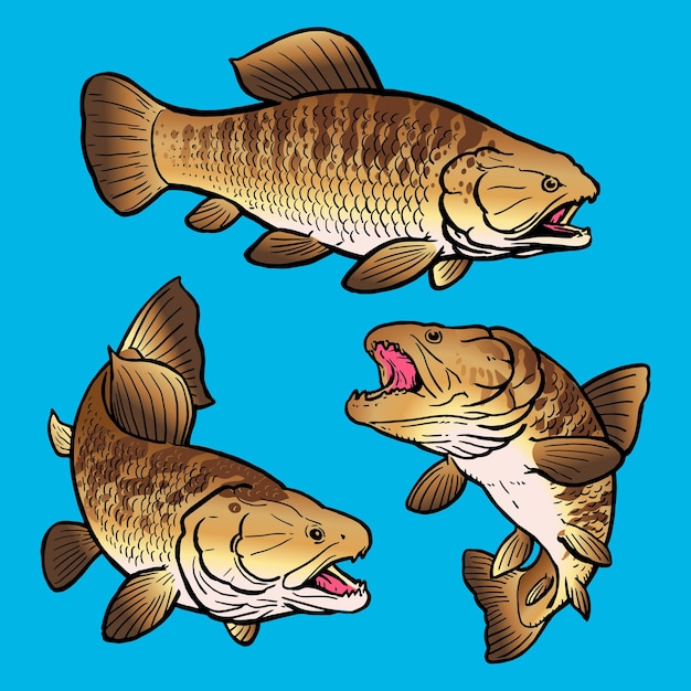 Vector plantilla de pescado hoplias para paquete premium