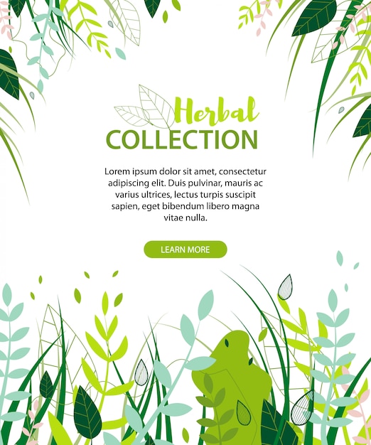 Plantilla plana de herbal collection