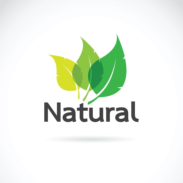 Plantilla de vector de diseño de logotipo natural sobre fondo blanco. icono de hoja