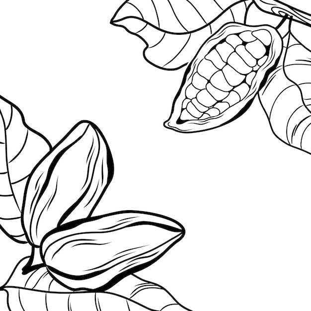 Vector plantilla vectorial con frutas y hojas de cacao en estilo de arte en línea diseño minimalista dibujado a mano