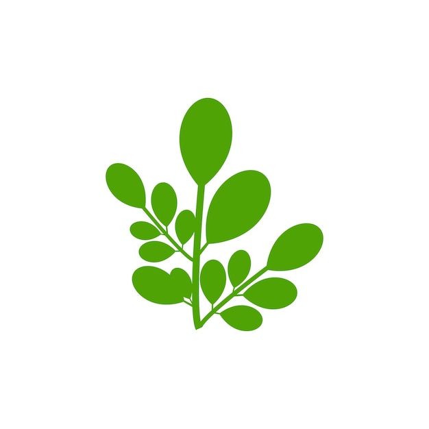 plantilla vectorial del logotipo de la moringa símbolo naturaleza