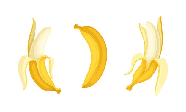 El plátano como fruta comestible alargada cubierta con un conjunto de vectores de corteza amarilla