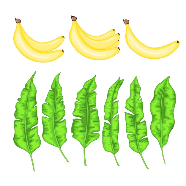 Vector con plátanos y hojas de plátano