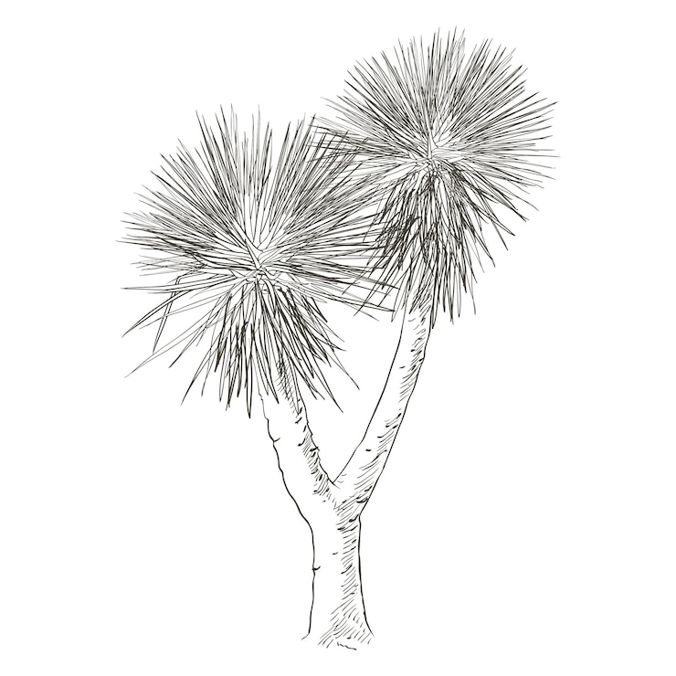 Vector plátanos tropicales palmera hojas monstera yuca hoja frutas follaje vector línea ilustración realista