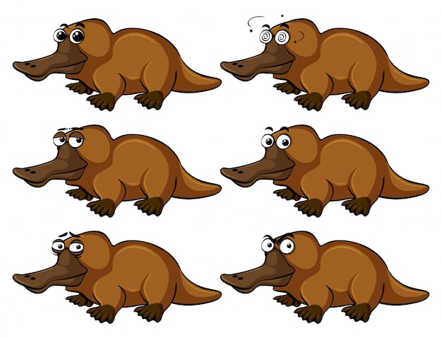 Platypus con diversas expresiones faciales