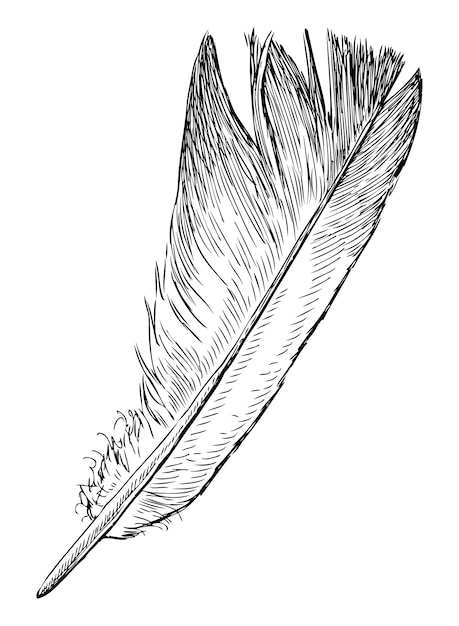 Pluma esponjosa de peso ligero un pájaro paloma boceto dibujado a mano en blanco y negro vector realista