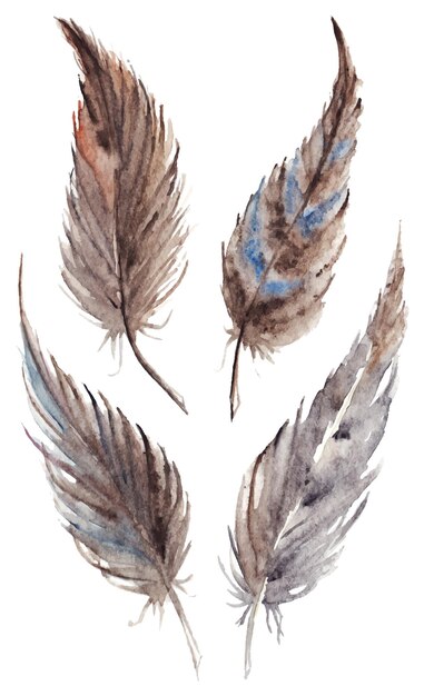 Pluma gris gris marrón acuarela set vector aislado