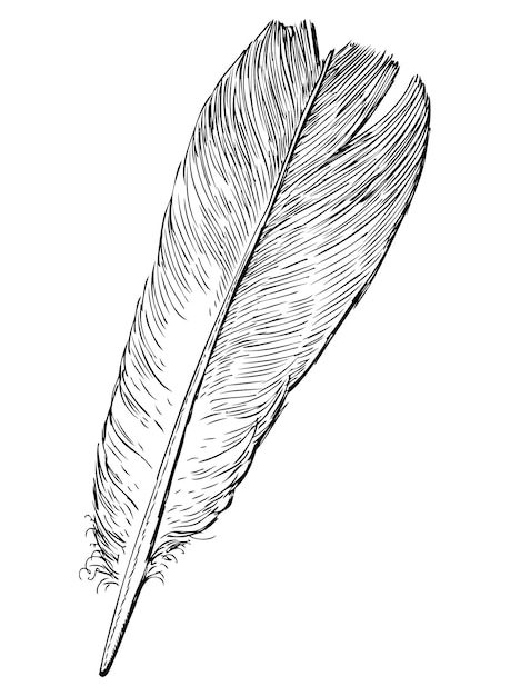 Pluma ligera y esponjosa un pájaro paloma boceto dibujado a mano en blanco y negro vector realista