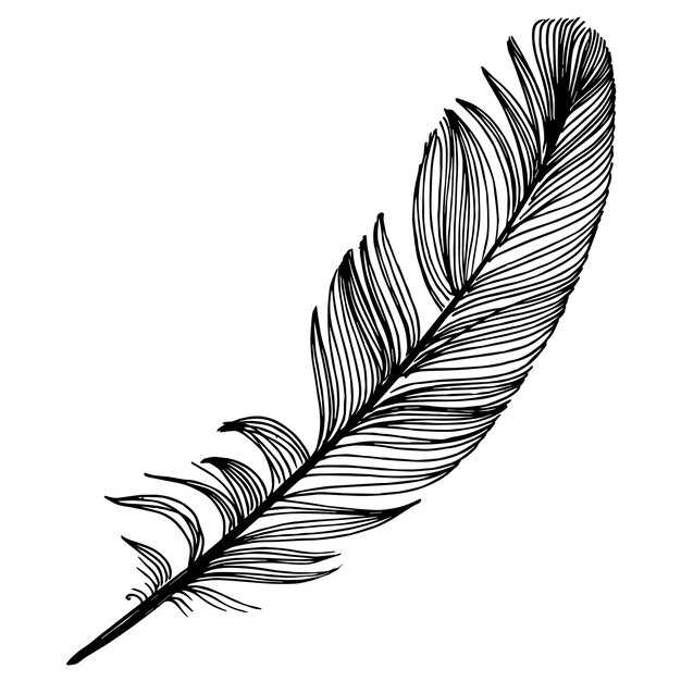 pluma negra y blanca