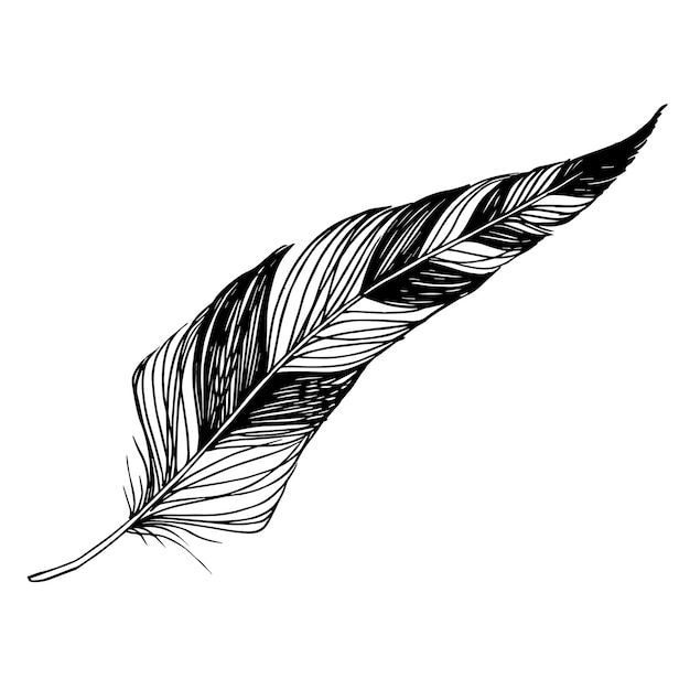 pluma negra y blanca