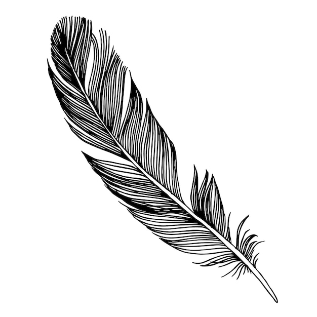 pluma negra y blanca