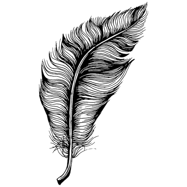 Pluma de pájaro del ala aislada.