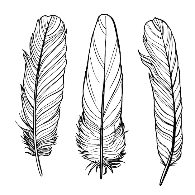 Plumas de contorno vectorial