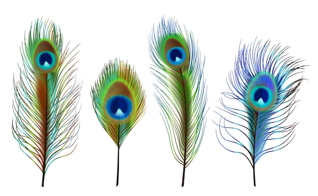 Plumas de pavo real Aves tropicales exóticas hermosas plumas de colores vector decente colección realista