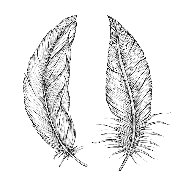 Plumas vectoriales detalladas dibujadas a mano