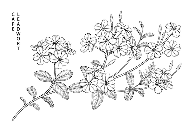 Plumbago auriculata (cabo leadwort) dibujos de flores.