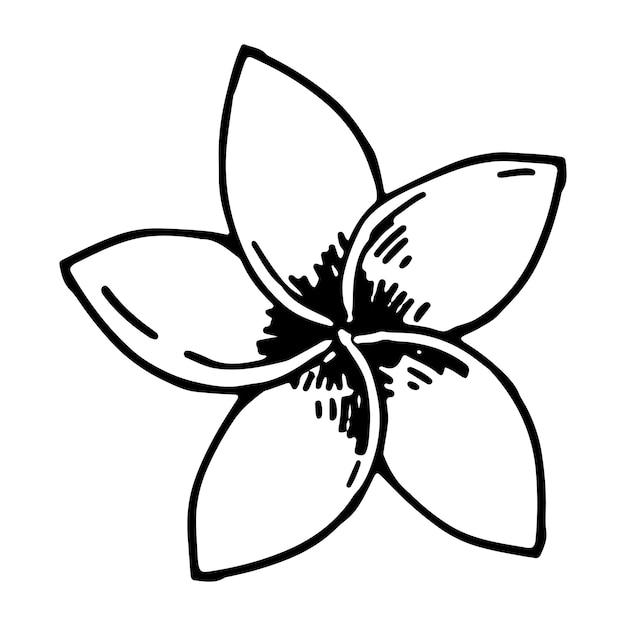 Plumeria flor clipart Tropical floral doodle sketch Ilustración de botánica vectorial dibujada a mano Estilo de grabado doodle aislado en blanco