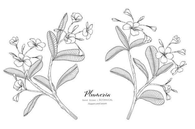 Plumeria flor y hoja ilustración botánica dibujada a mano con arte lineal.