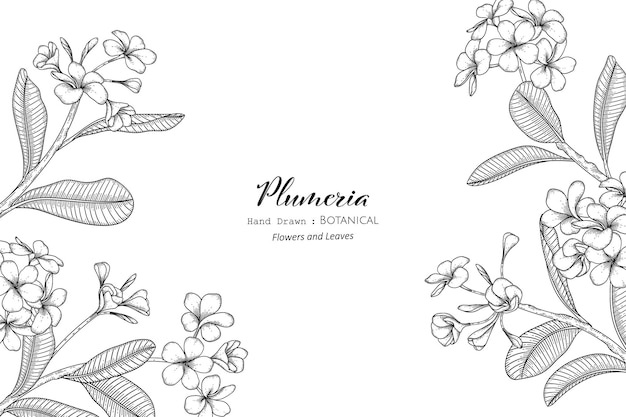 Vector plumeria flor y hoja ilustración botánica dibujada a mano con arte lineal.