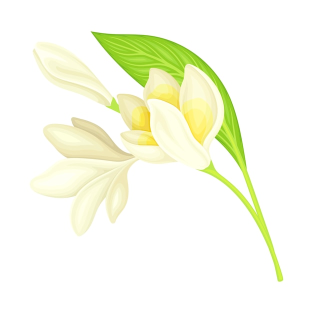 Plumeria o Frangipani Flor con pétalos ovalados blancos y hojas lanceoladas que crecen en el vector del tallo verde Ilustración