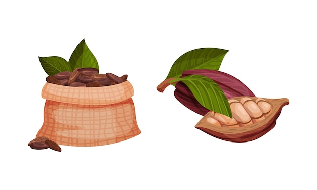 Pod de Theobroma Cacao con grano de cacao en el interior como conjunto vectorial de ingredientes de chocolate aromático