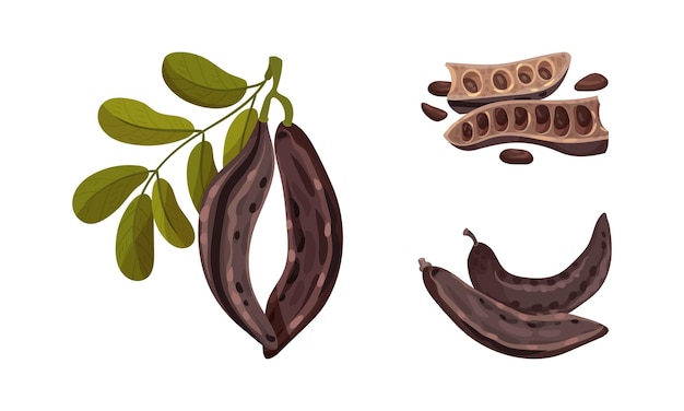 Pods marrones de la planta de algarrobo maduro con hojas dispuestas Ilustración vectorial de súper alimentos saludables orgánicos