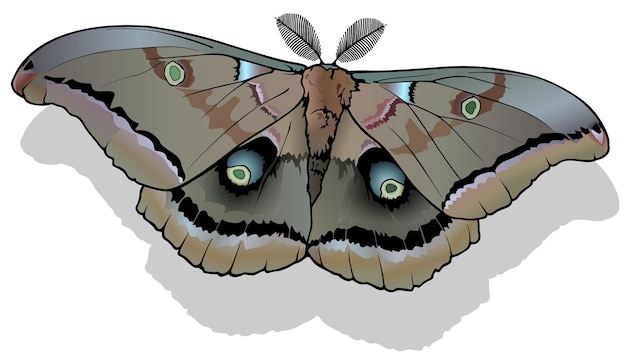 Polifemo mariposa polilla antheraea polyphemus