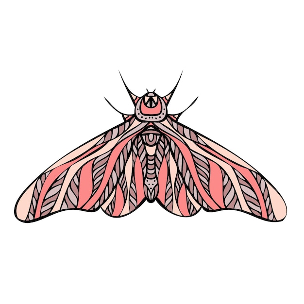 Polilla mariposa nocturna Ilustración vectorial dibujada a mano