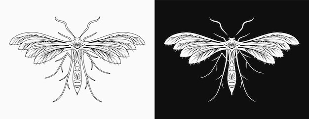 La polilla de la noche del ángel blanco de la ciruela