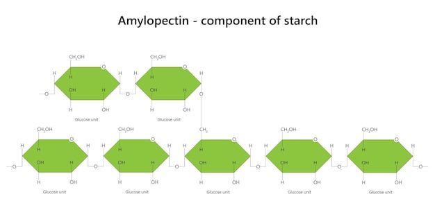 Vector polisacárido de amilopectina componente del almidón