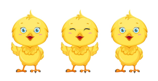 Pollito lindo, conjunto de tres poses