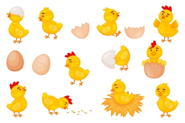 Pollitos de dibujos animados, pollitos lindos de Pascua. Pollo recién nacido divertido en cáscara de huevo, pollito saliendo del huevo, conjunto de vectores de animales de aves de granja. Lindo personaje amarillo en el nido, comiendo semillas