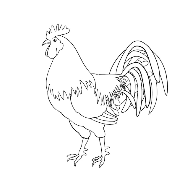 Pollo dibujado a mano