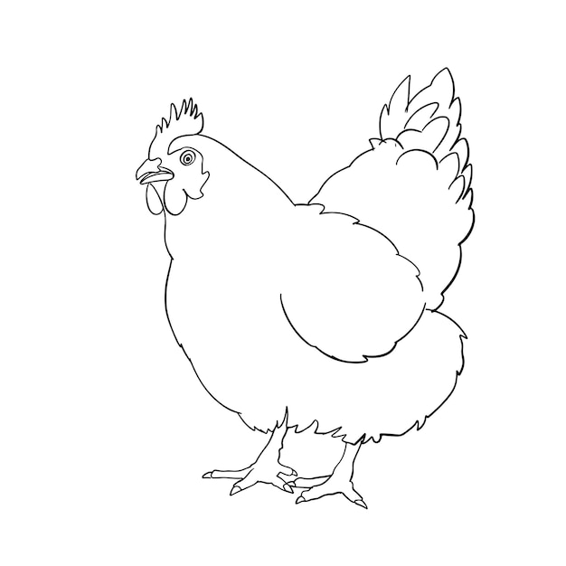 Pollo dibujado a mano
