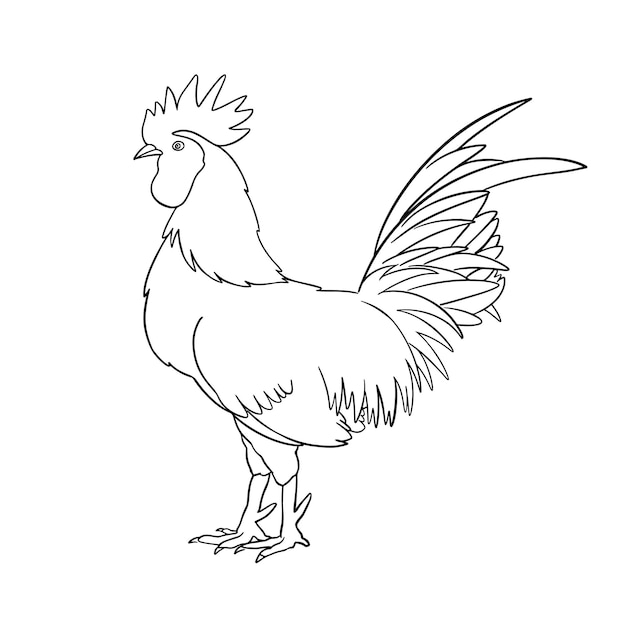Pollo dibujado a mano