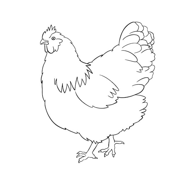 Pollo dibujado a mano